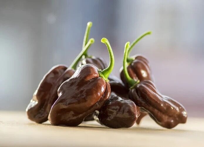 20 Fresh Caribbean Chocolate Habanero Premium Pepper Seeds-A 19