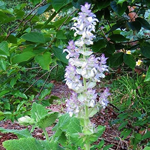 30 Clary Sage Seeds – Bluish-White – Easy to Grow Herb