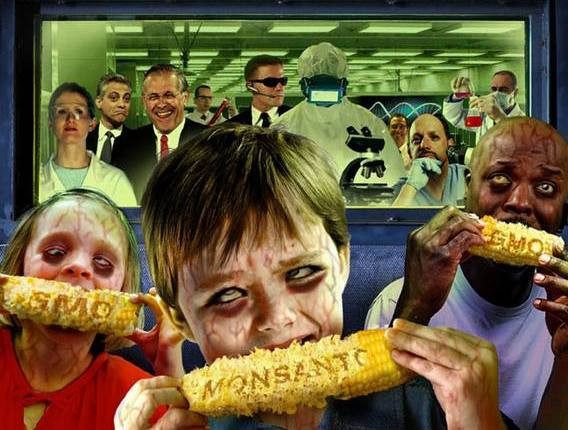 100ea-1lb USDA Organic Double Standard heirloom Bicolor sweet Corn non-GMO seeds