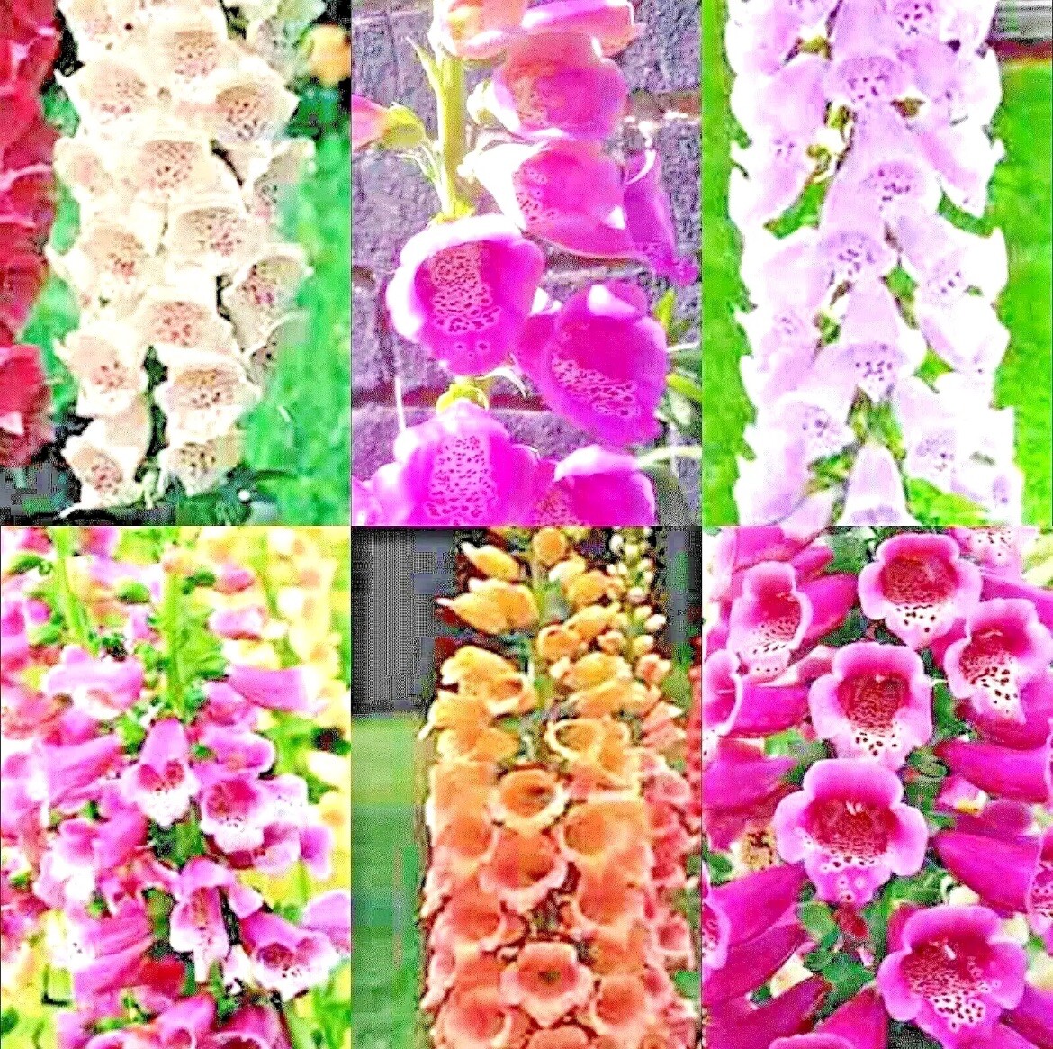 200+ Foxglove Mix SEEDS Spring Perennial Flowers EXCELSIOR Hummingbirds TX USA
