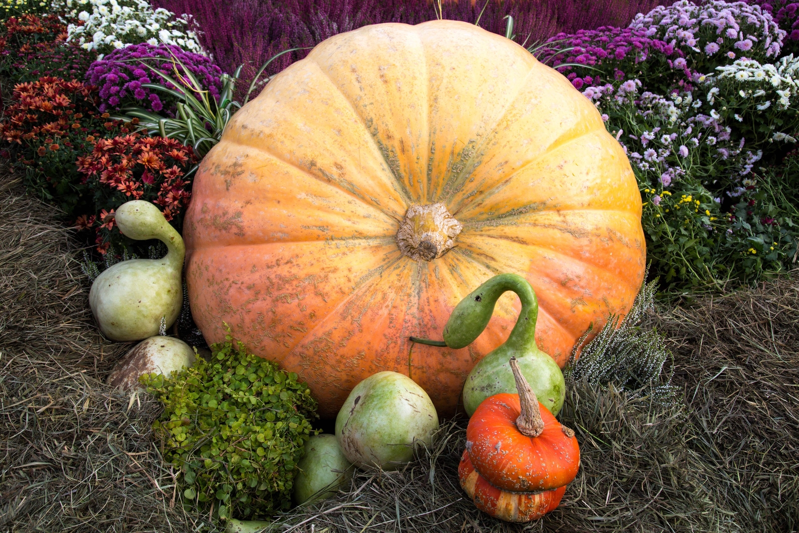 10 Dill’s ATLANTIC GIANT PUMPMKIN Up to 2000 lb Cucurbita Vegetable Seeds