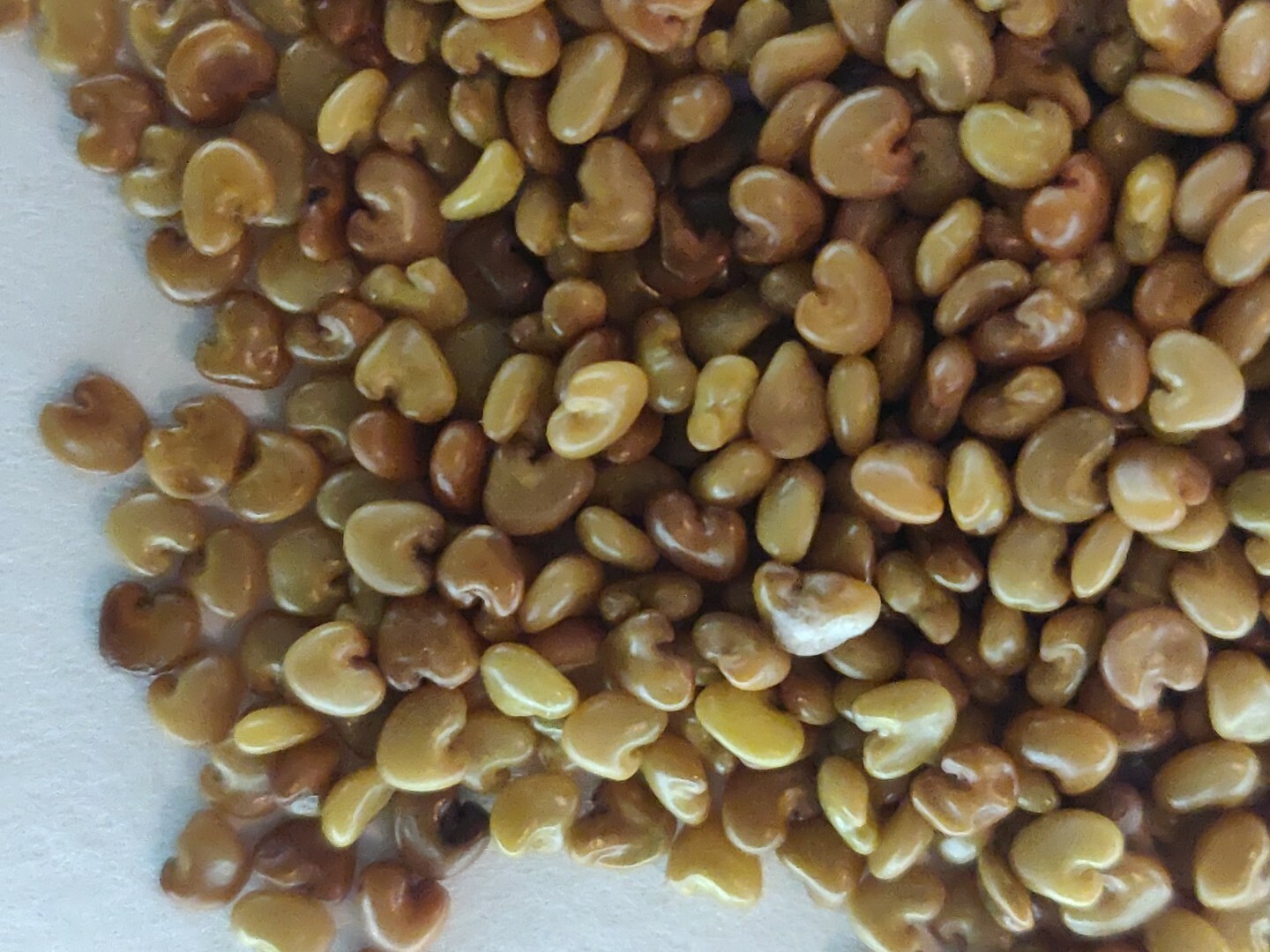 SEMILLAS DE CHIPILIN ORGANICAS/ORGANIC CHIPILIN SEEDS