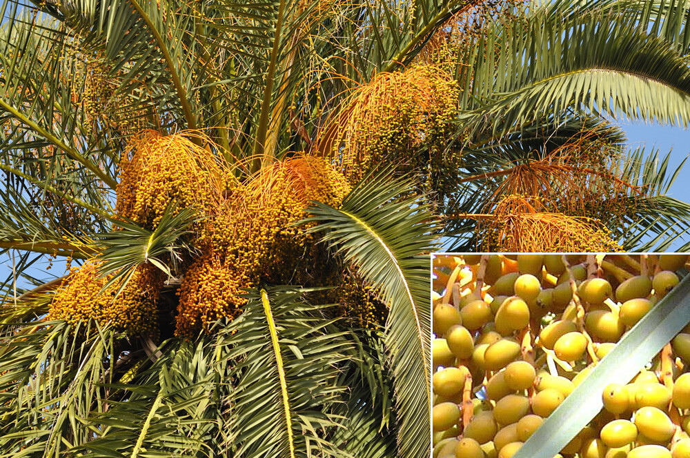 Canary Island Date, Pineapple Palm, Phoenix Canariensis 1 Live Saplings, 11″-13″