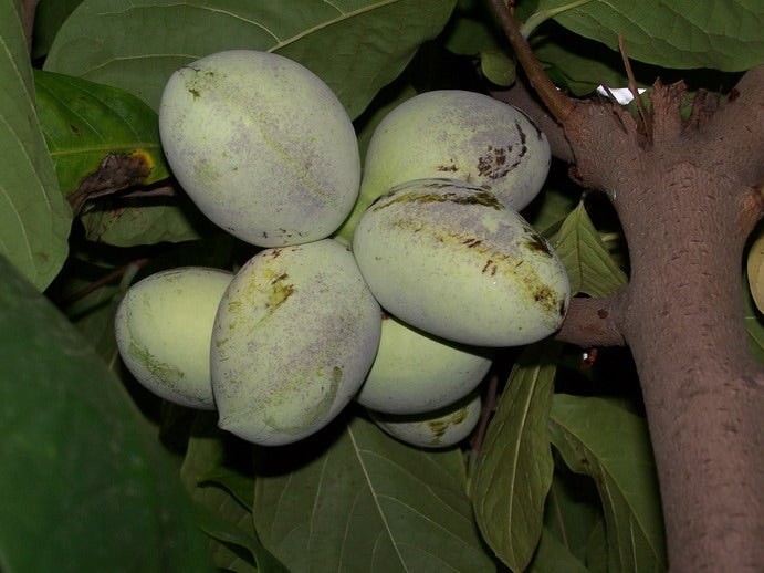 Asimina triloba 15 Seeds – American Pawpaw