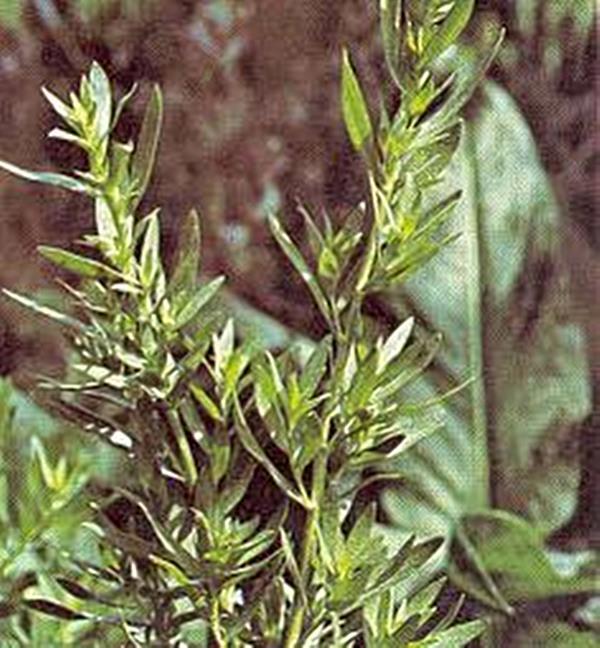 Herb Seeds – Tarragon Russian Seeds