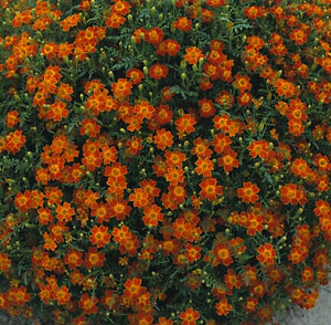 Marigold Signet Red Gem 2,000 seeds