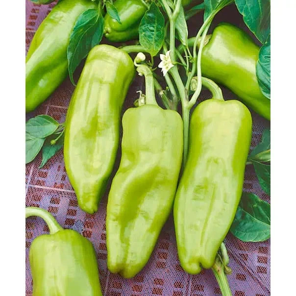 50 Cubanelle Sweet Pepper Heirloom Seed (Capsicum annuum)