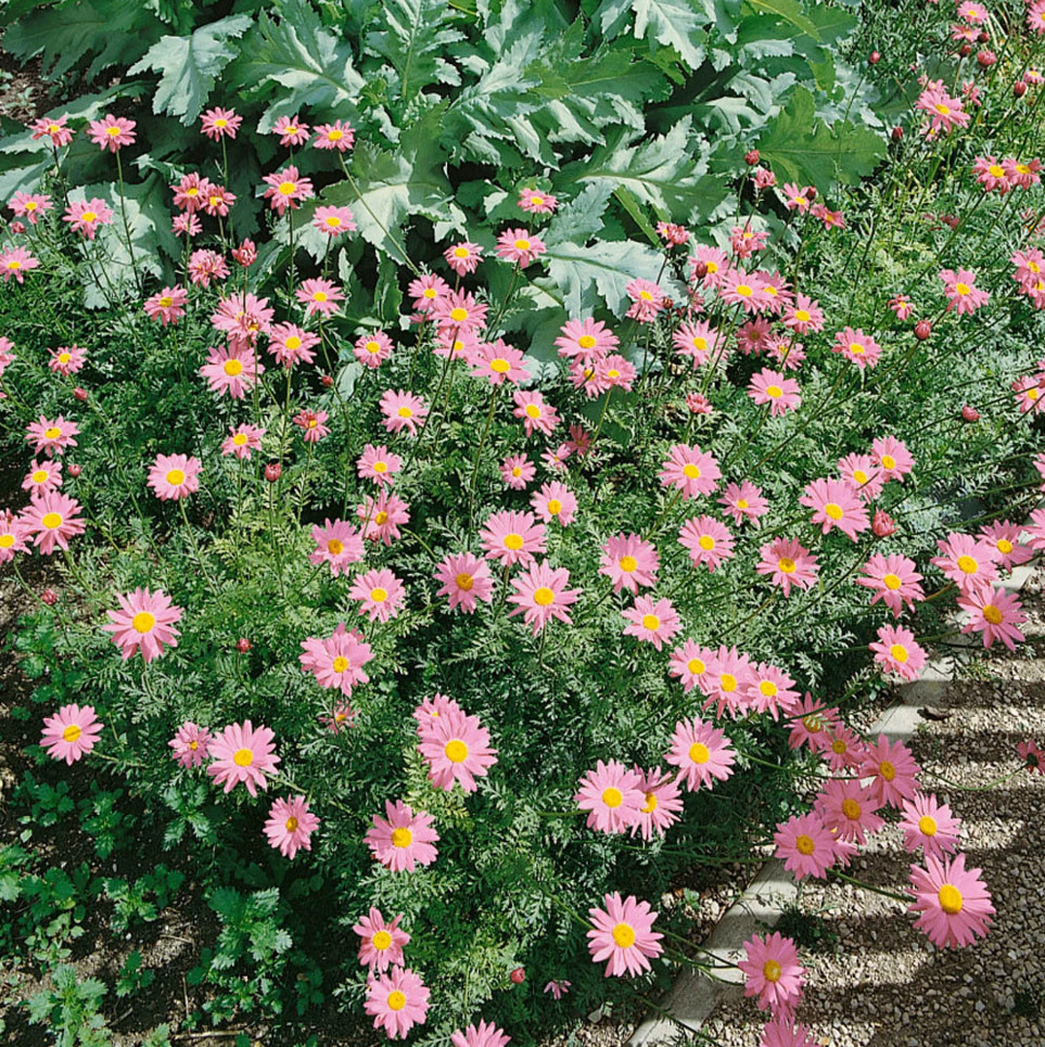 100 Seeds| Robinson’s Rose Daisy Seeds #N007