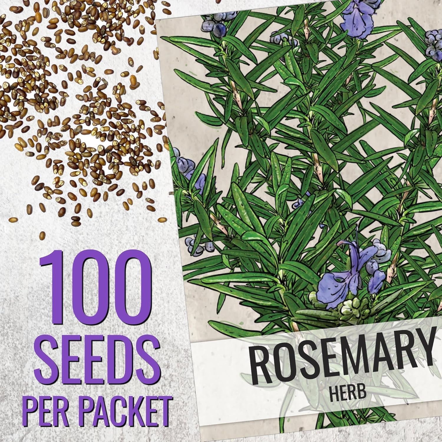 Non-GMO Heirloom Rosemary Seeds – Grow Culinary & Medicinal Herbs -Round