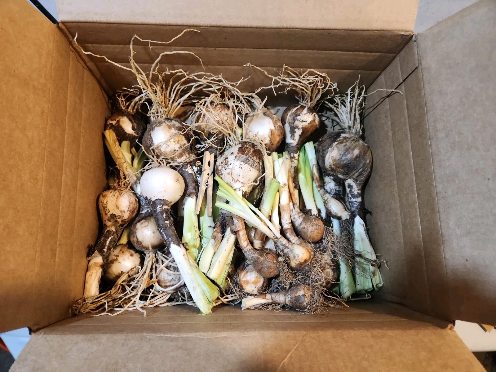 Lot Of 15 Lycoris Squamigera Bulbs Surprise Lily Naked Lady Heirloom + Bonus