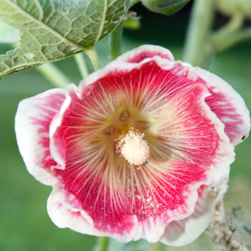 45+ Hollyhock Seeds, Heirloom Seeds, Alcea Rosea, Flowers Perennial Flowers Seed