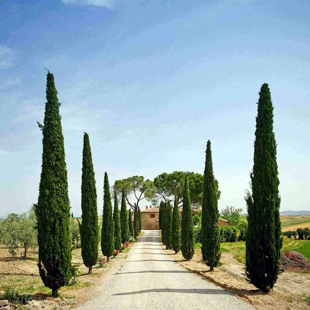 Italian Cypress Tree Seeds (Cupressus sempervirens stricta) Hardy to Zone 7