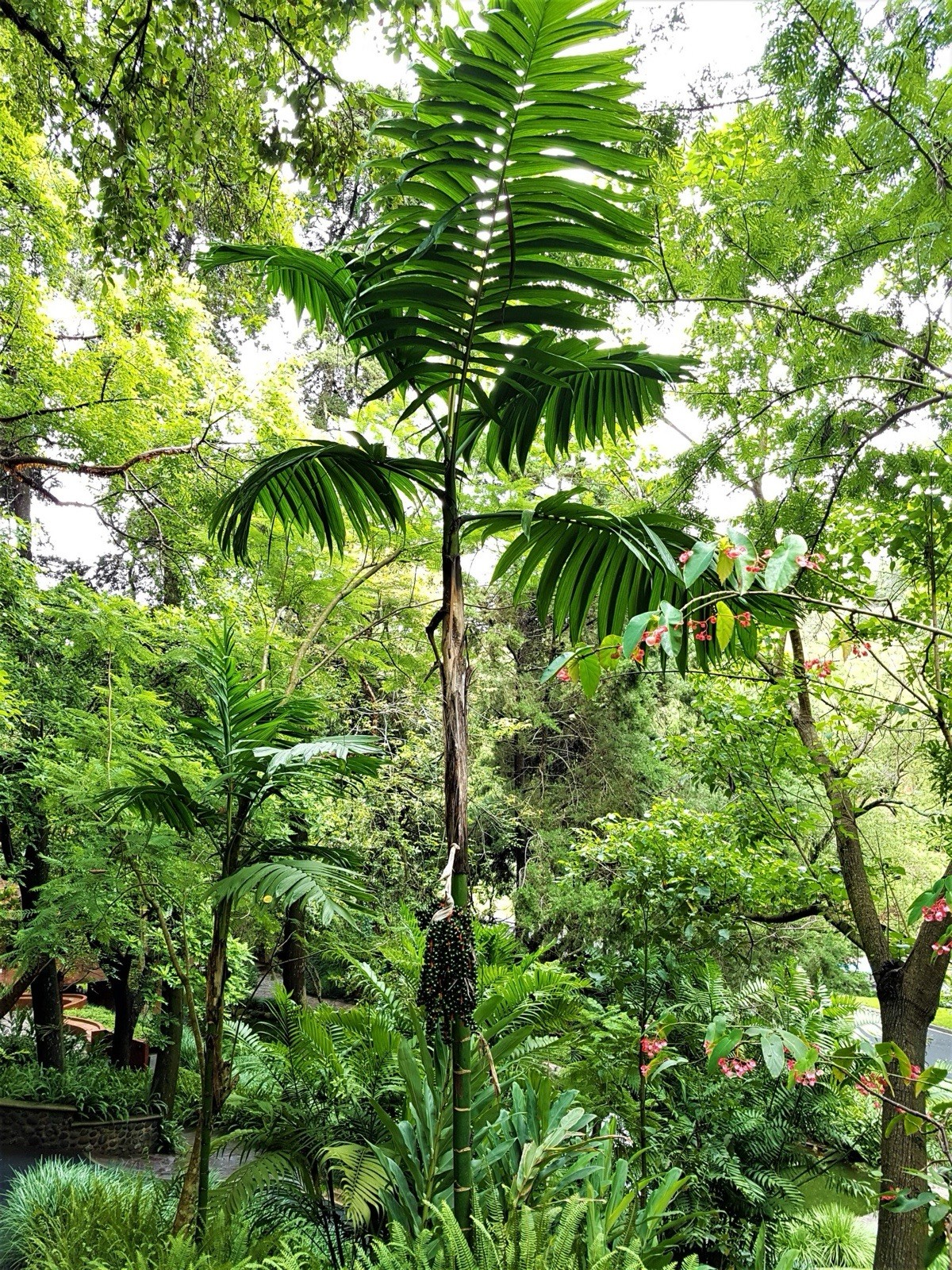 Rare Pacaya Palm – Chamaedorea Tepejilote Seeds- Fresh – Fast Growing – tropical