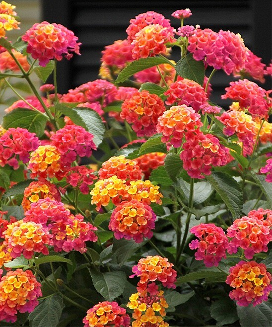 Lantana Camara 30 Seeds, Fragrant Verbena Shrub Flowering Bush Houseplant