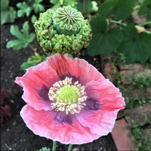 10,000+ STRATIFIED Hens and Chicks P Somniferum Poppy Seeds Poppies For Planting