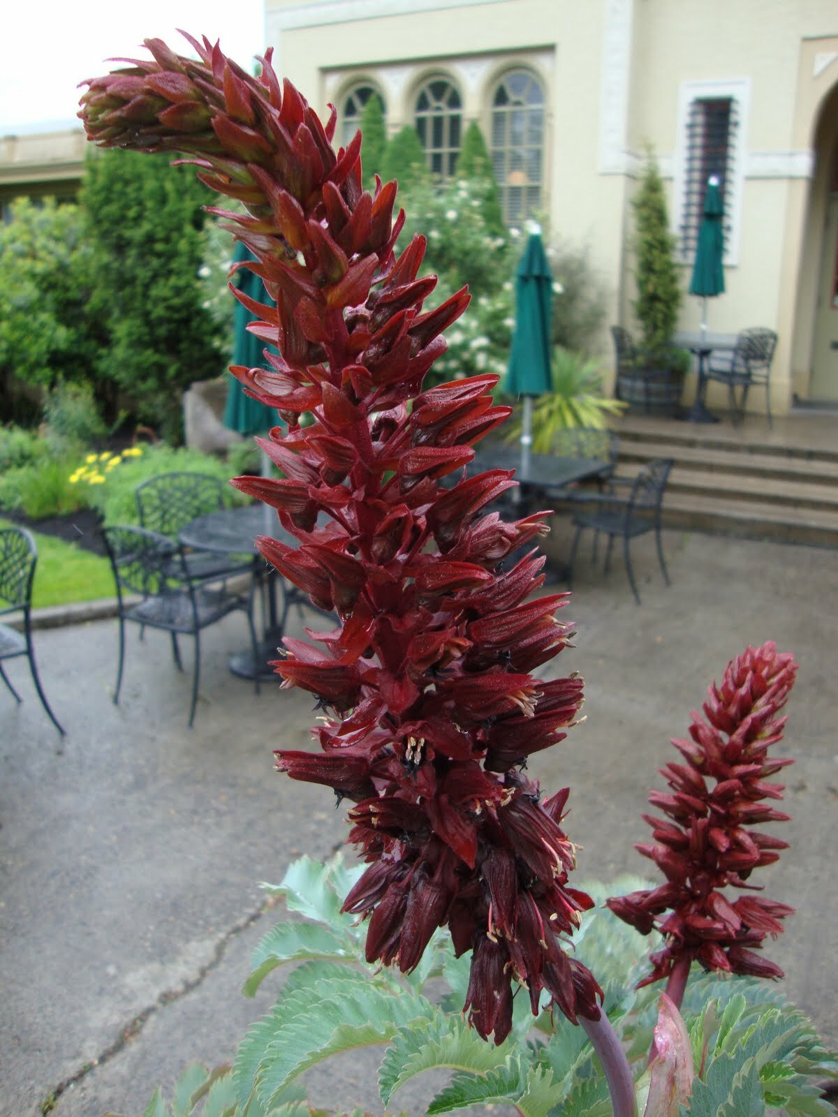Melianthus Major Shrub 5 Seeds, Exotic Fragrant Giant Honey Bush, Garden Plants