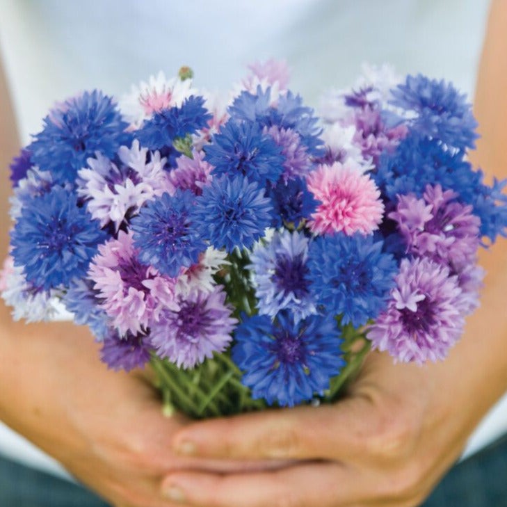 Polka Dot Mix Dwarf Bachelor Button Seeds | Cornflower Edible Flower Seed 2025