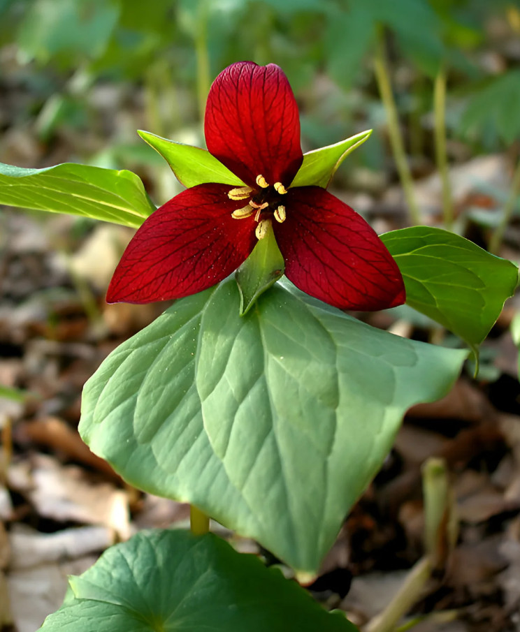 5 Red Trillium Flower Bulbs, Wood Lily Wild Flowers, No Ship AK, HI, PR