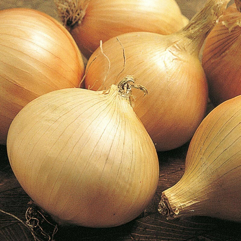 200 WALLA WALLA SWEET ONION SEEDS ~ 2026 ~ heirloomseedguy ~ USA