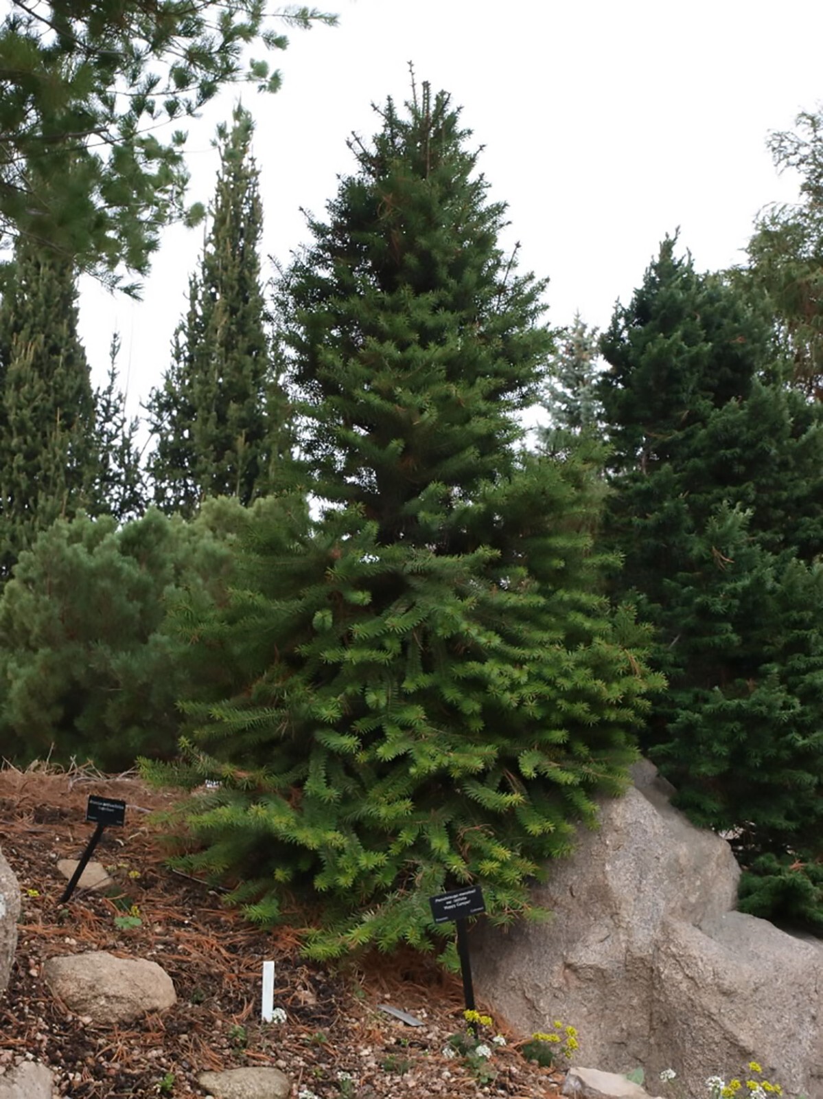 Green Douglas Fir, Pseudotsuga menziesii, Tree Seeds (Fragrant Evergreen)