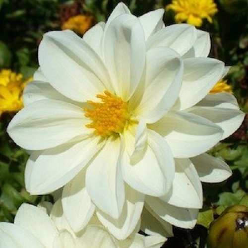 NEW! 15+ PURE WHITE DAHLIA FLOWER SEEDS MIGNON
