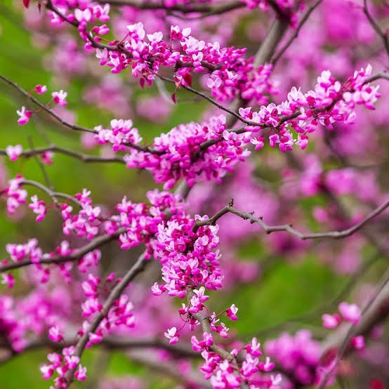 30 Redbud Tree Seeds 2025 Seeds For Planting Free Shipping