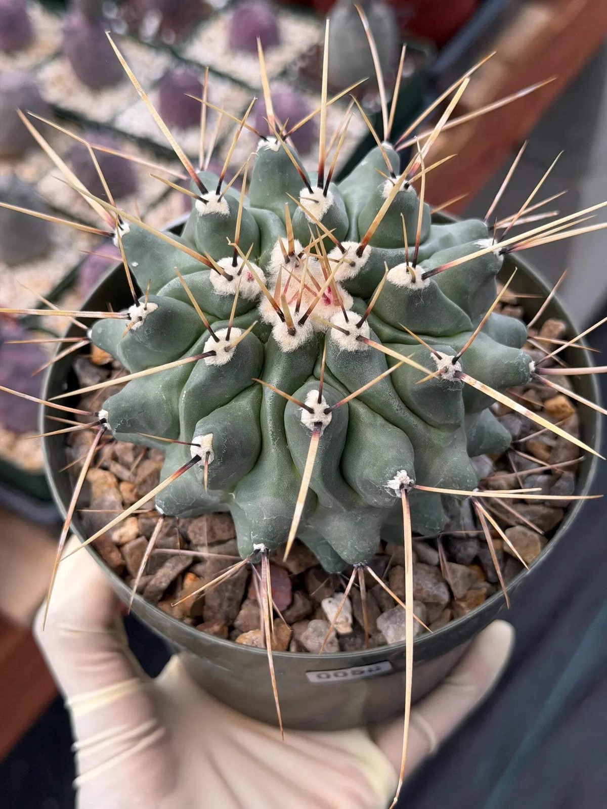 Thelocactus Rinconensis | Seed‑Grown Rare Cactus | Live Plant