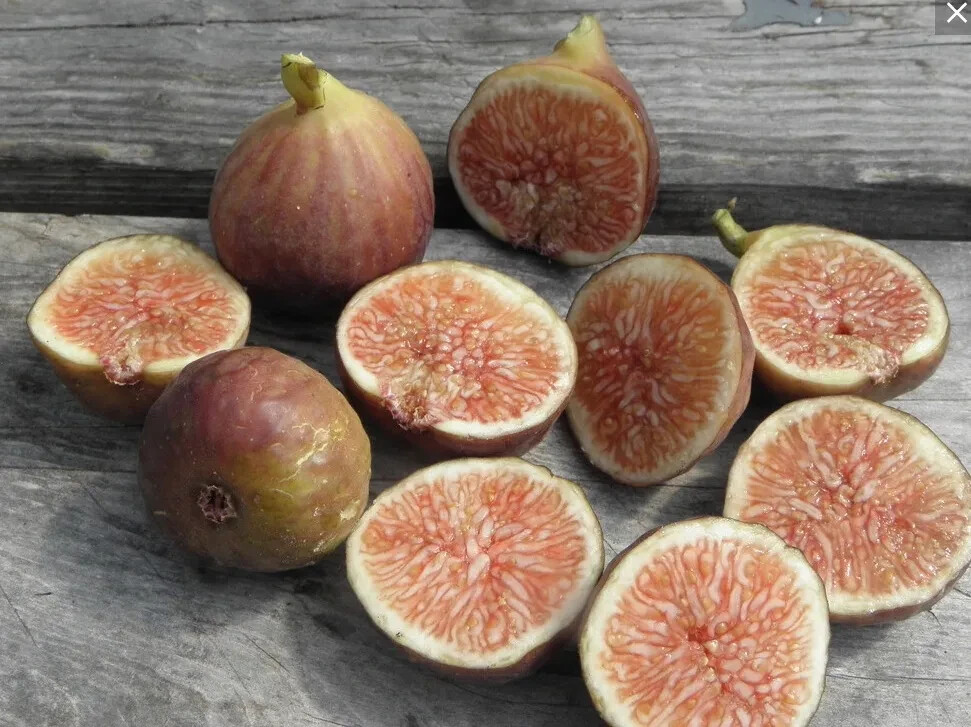 100+ Florea Fig Seeds for Garden Planting – USA – FREE SHIPPING!