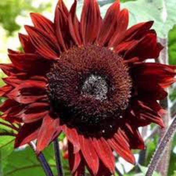 SUNFLOWER, RED SUN, 100 SEEDS BEAUTIFUL BRIGHT RED BLOOMS