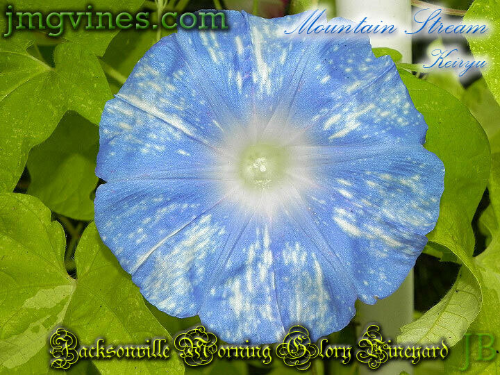 Mountain Stream Keiryu Japanese Morning Glory 6 Seeds