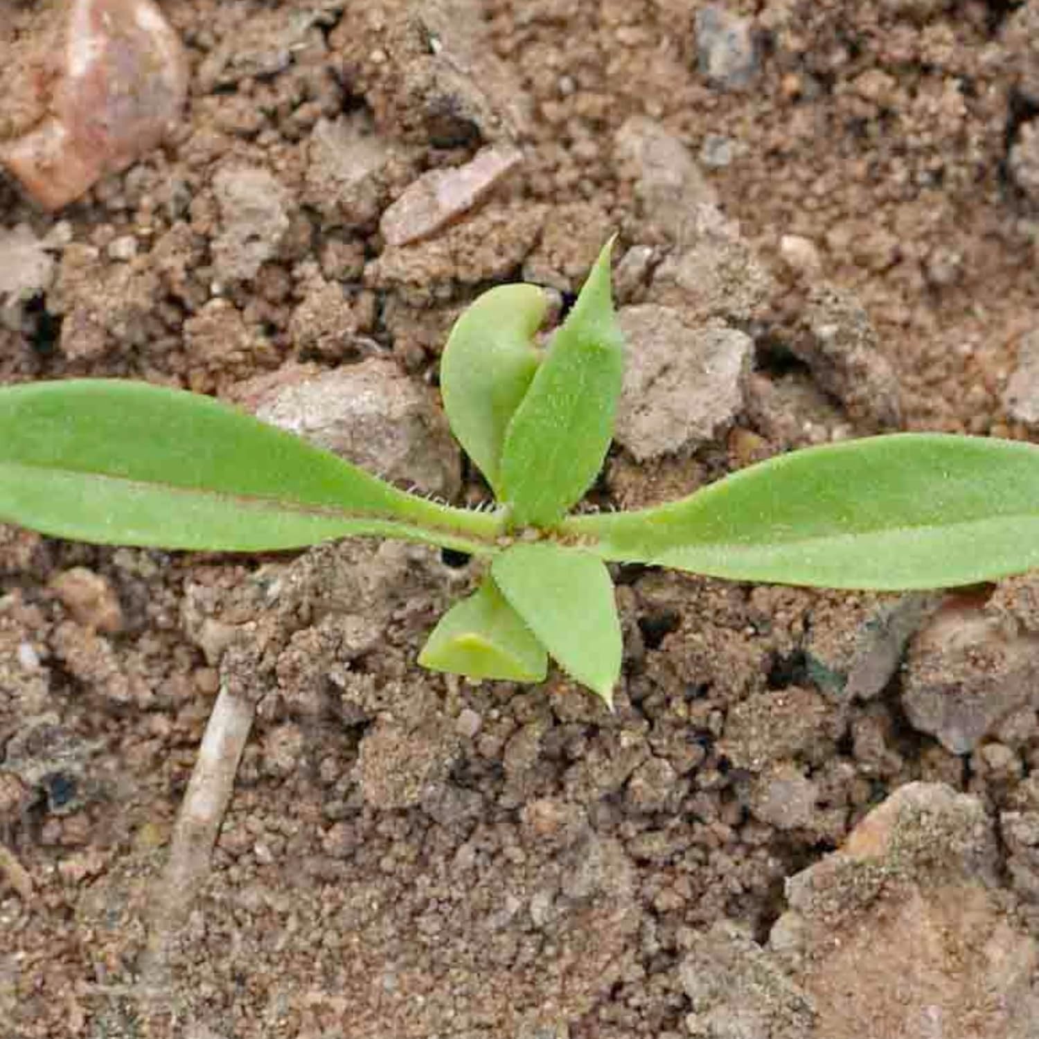 Vibrant Phlox Seeds for Planting – 1,500 Heirloom Blooms to Enrich Your Garden