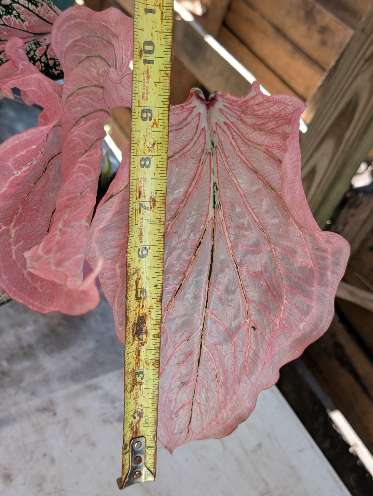5 Thai Beauty Caladium Bulbs Big Leaves Easy To Grow Rare Arum Pink Plants Plant