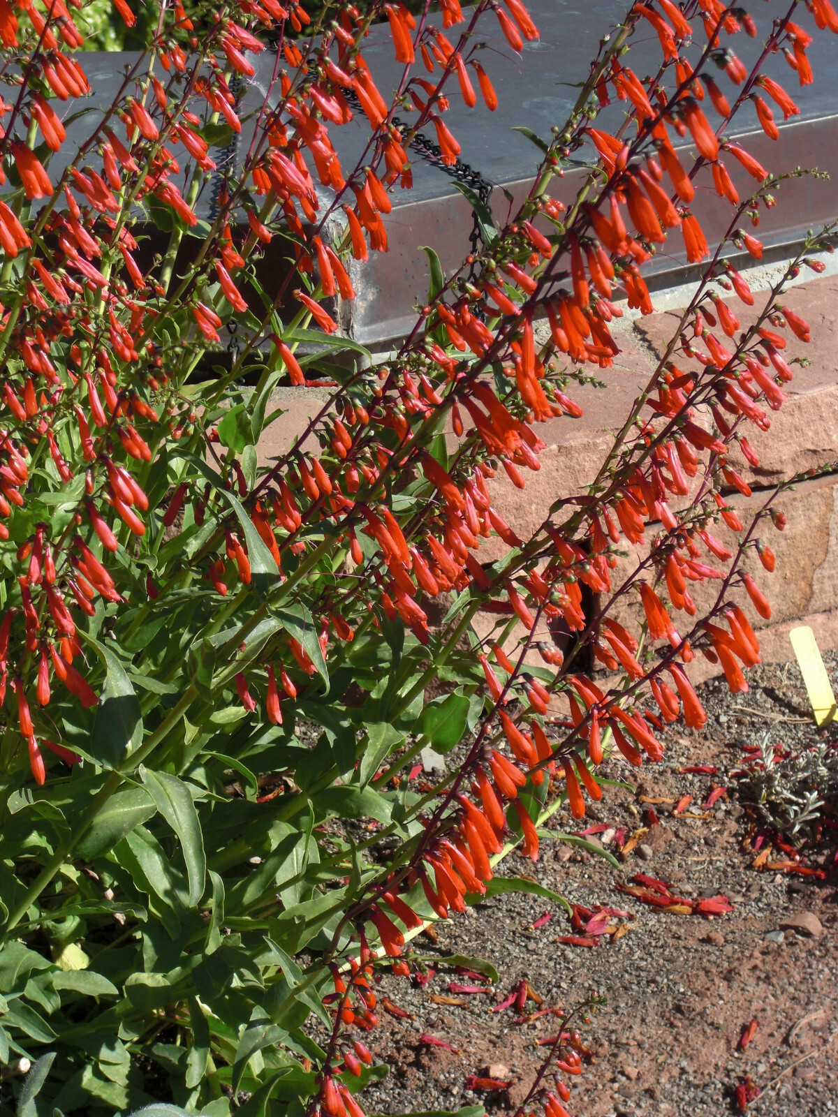 Penstemon Eatonii – Eatons Penstemon seed
