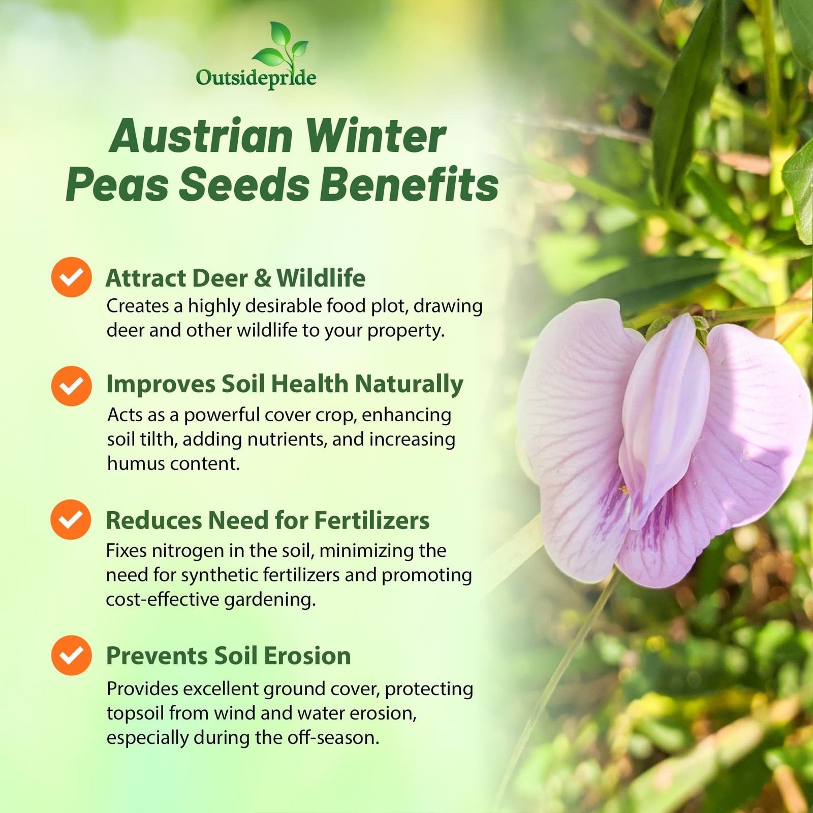 1 LB Austrian Winter Peas Cover Crop Seeds