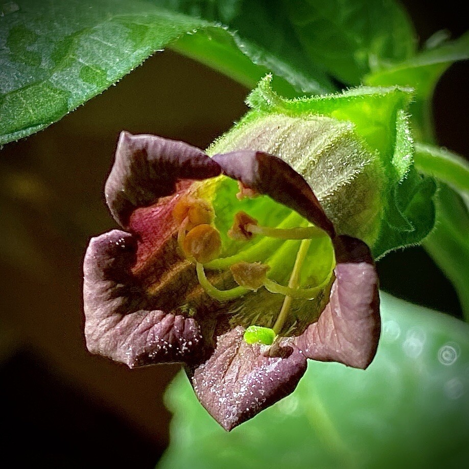 120 Belladonna Seeds Atropa Deadly Nightshade Organic Homegrown Wicca Magic