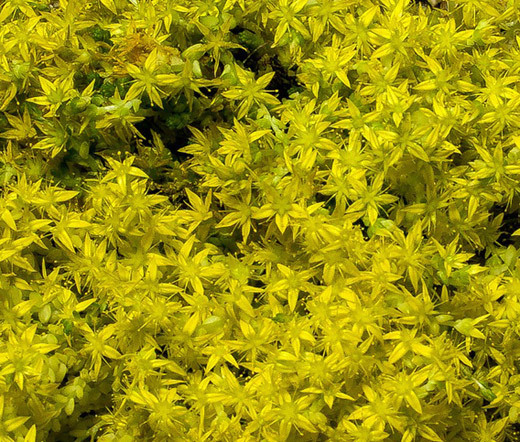 SEDUM YELLOW STONECROP Sedum Ellacombianum – 300 Bulk Seeds