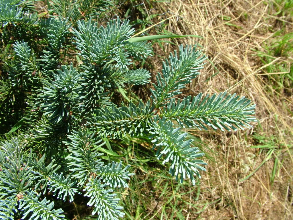 Blue Balsam Fir, Abies balsamea Cooks Blue, Tree Seeds (Fragrant Evergreen)