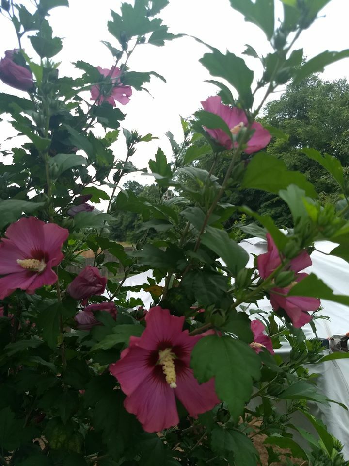 75+ Pink, Purple and White Rose of Sharon Seeds (Hibiscus syriacus, Aphr Althea)
