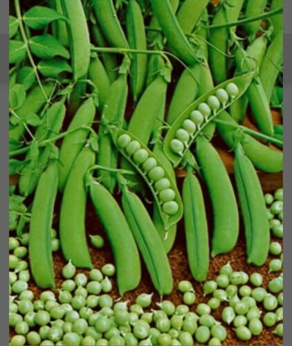 Little Marvel Pea Seeds Heirloom 100 Seeds Garden Planting Non-GMO