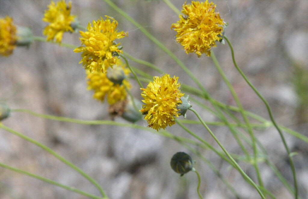 58 SEEDS – GREENTHREAD – Wildflower yellow FLOWER, Navajo Tea GroCo BUY 15=FREE