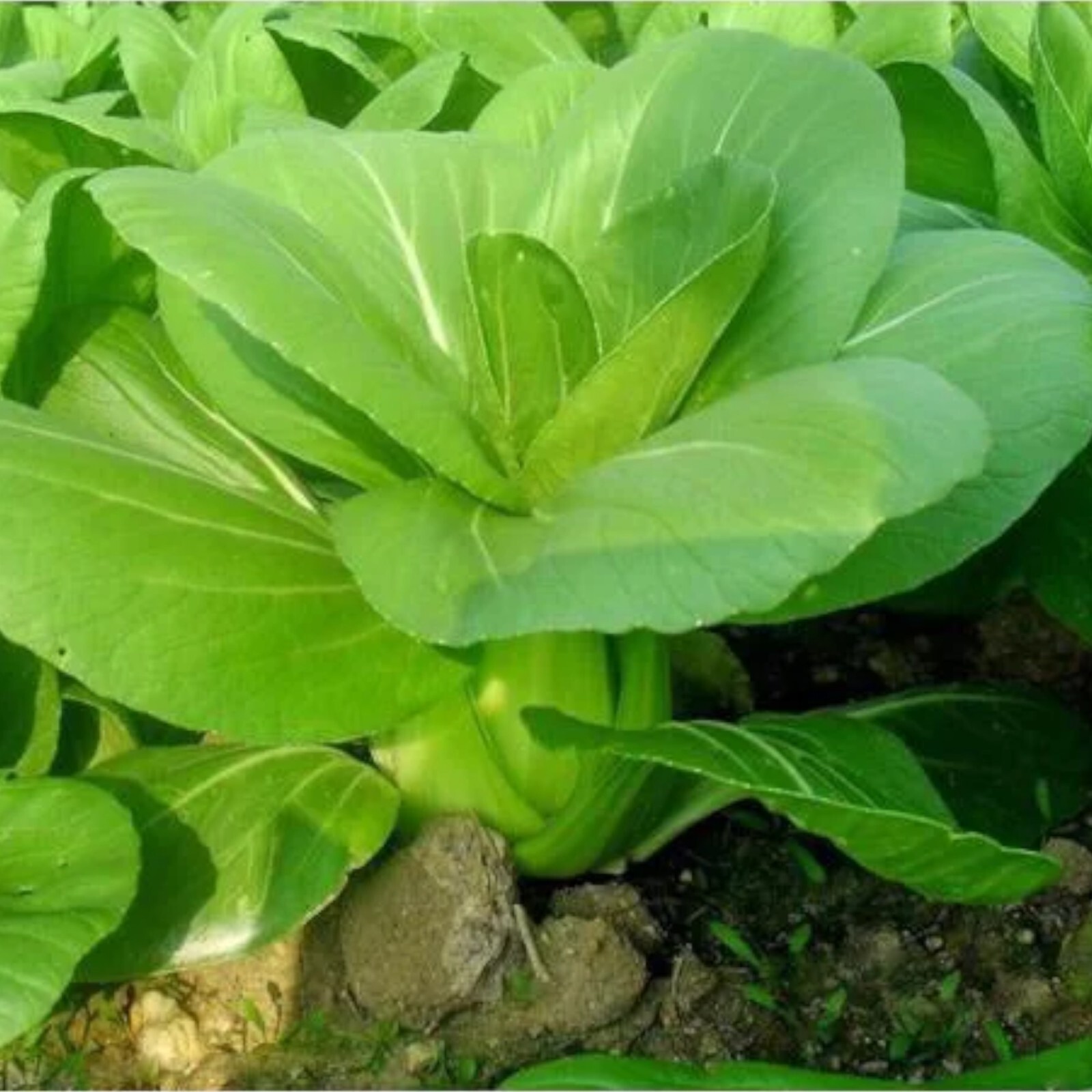All Year Round Chinese Cabbage Seeds – 1000 Seeds – Non-GMO Heirloom Variety