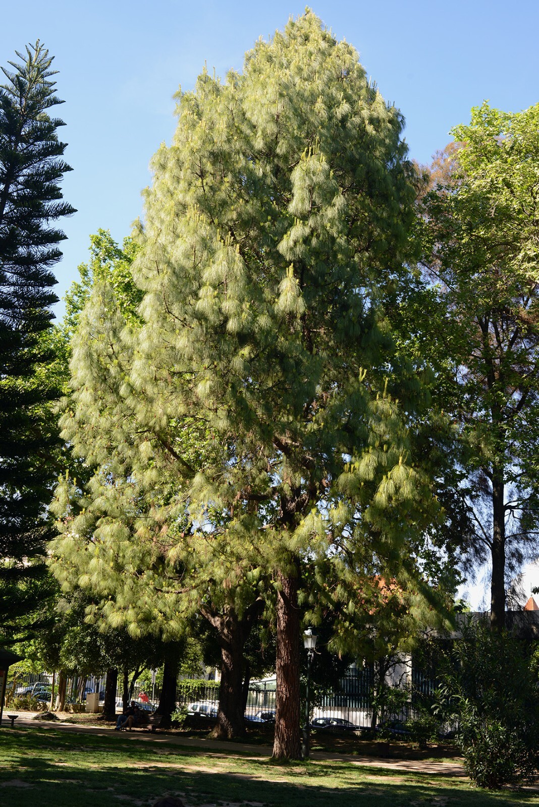 Australian Beach Pine Tree | Premium Seeds | Casuarina equisetifolia | Plants’®