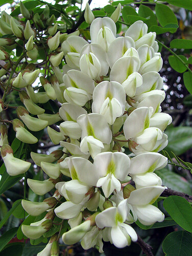 Robinia Pseudoacacia Tree 300 Seeds Fragrant Cold Hardy Black Locust
