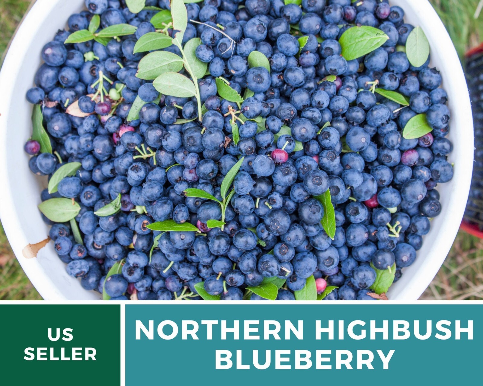 Blueberry, Northern Highbush – 50 Seeds, Heirloom Fruit (Vaccinium corymbosum)