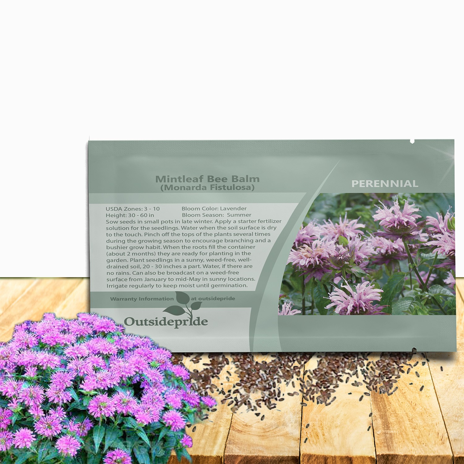 1000 Seeds Pink Monarda Seed For Planting – Fistulosa Bergamot Bee Balm