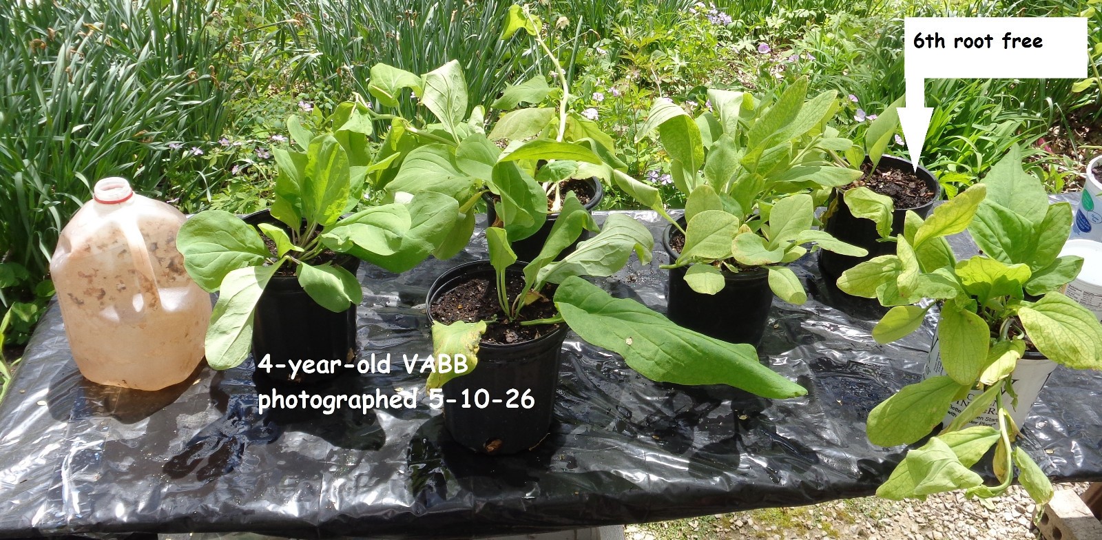 6 Large VIRGINIA BLUEBELLS bulbs 4-yr root native plant Mertensia virginica READ