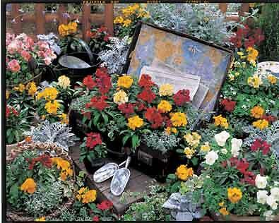 Erysimum Charity Mix 1,000 seeds