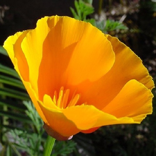 2,000 Stratified Orange California Poppy Flower Seeds Eschscholzia For Planting