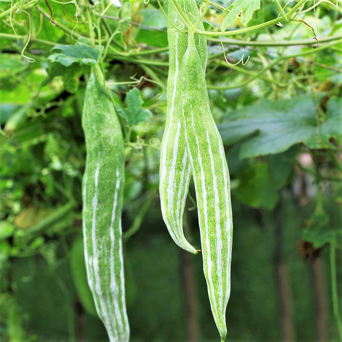 Buag Ngu Snake Gourd |Chichinda Padwal Green Bitter Melon Luffa Squash Seed 2024