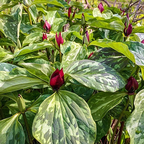 12 Prairie Trillium Bulbs Bare Root